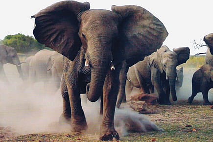 Elephantine Speed