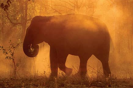 How Elephants Cope With Heat