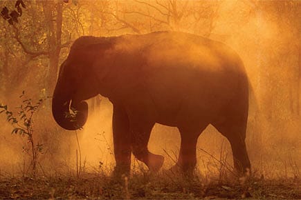 How Elephants Cope With Heat How Elephants Cope With Heat