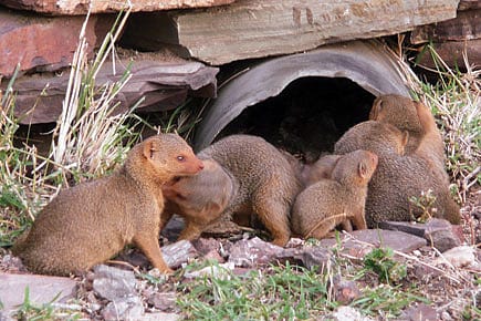 Evolution of Culture