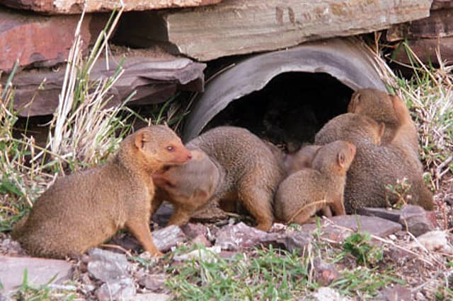 Evolution of Culture