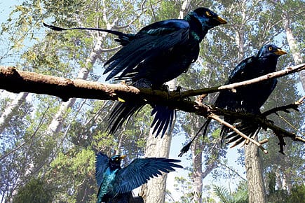 Did Dinos Use Feathers for Courtship?