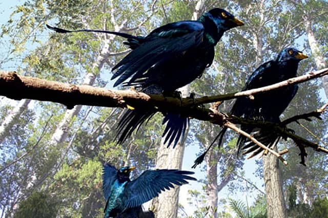 Did Dinos Use Feathers for Courtship?