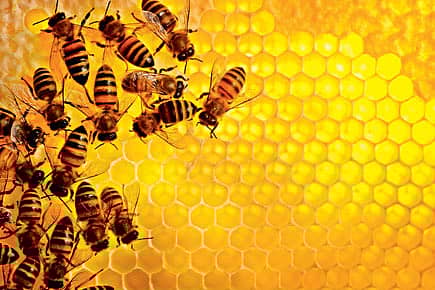 Beehive as a Brain