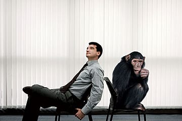 The Evolution of the Human Brain