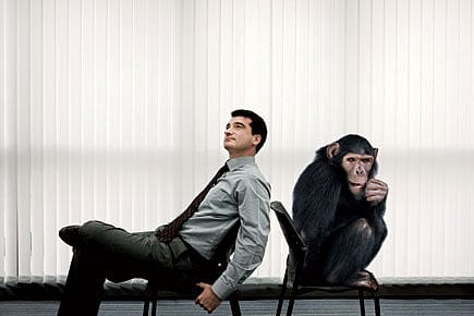 The Evolution of the Human Brain