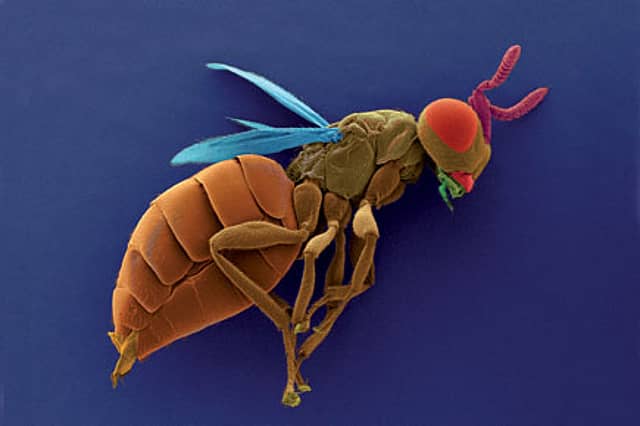 Microbes and Wasps