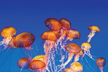 Jellyfish may be Stirring the Ocean