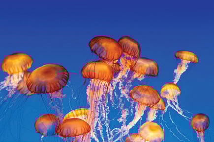Jellyfish may be Stirring the Ocean