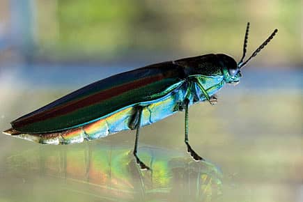 Optical Cues from Jewel Beetles