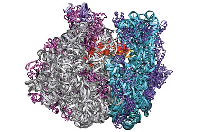 Chemical Basis of Life