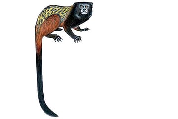 New Monkey Found in Amazon