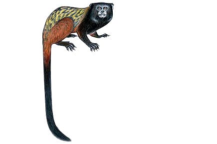 New Monkey Found in Amazon New Monkey Found in Amazon