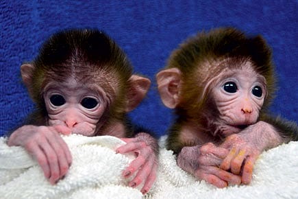 Why Do We Need Chimeric Monkeys?