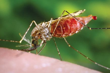 An End to Malaria?