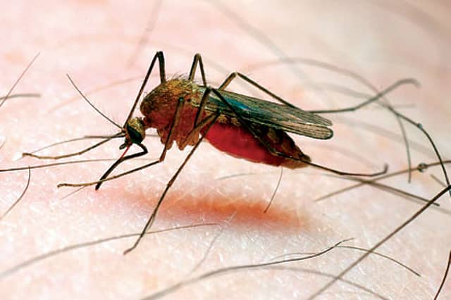 Defence against Malaria