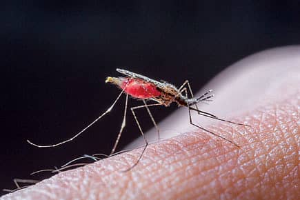 Survival of the Tiniest