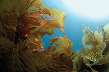 Quantum Theory Goes Green