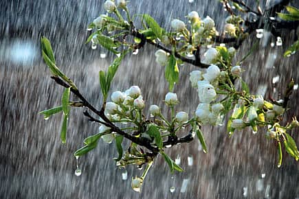 Did a Waning Monsoon Hit Harappa?