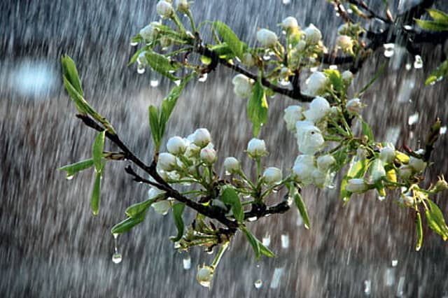 Did a Waning Monsoon Hit Harappa?