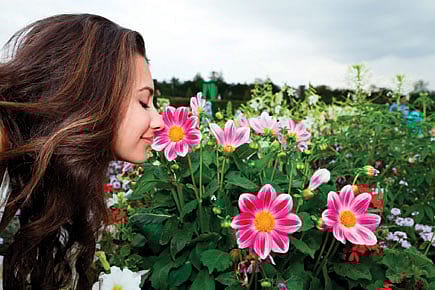 The Scent of a New Theory