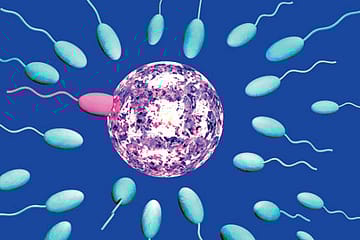 Tales from the Sperm Wars