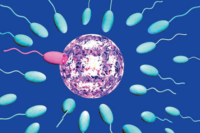 Tales from the Sperm Wars