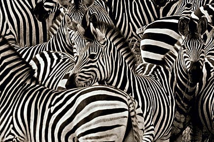 A Genius Earns His Stripes Yet Again