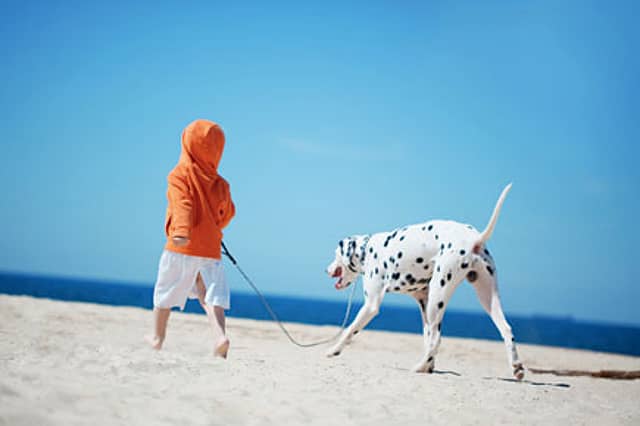 Dogs and Cats Make Toddlers Healthier