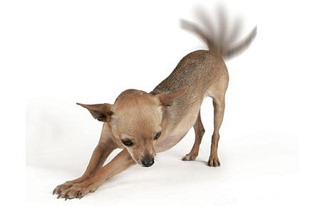 Why Dogs Wag Their Tails