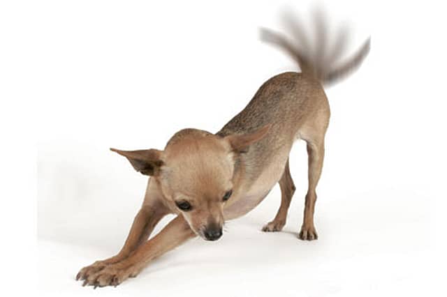 Why Dogs Wag Their Tails