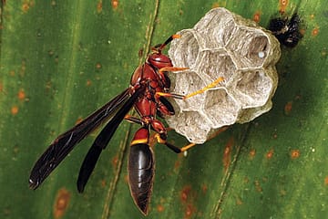 Wasps and the Golden Rule