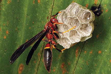 Wasps and the Golden Rule Wasps and the Golden Rule