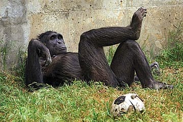For Chimps, Sex for Food Is Okay