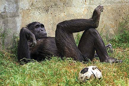 For Chimps, Sex for Food Is Okay For Chimps, Sex for Food Is Okay