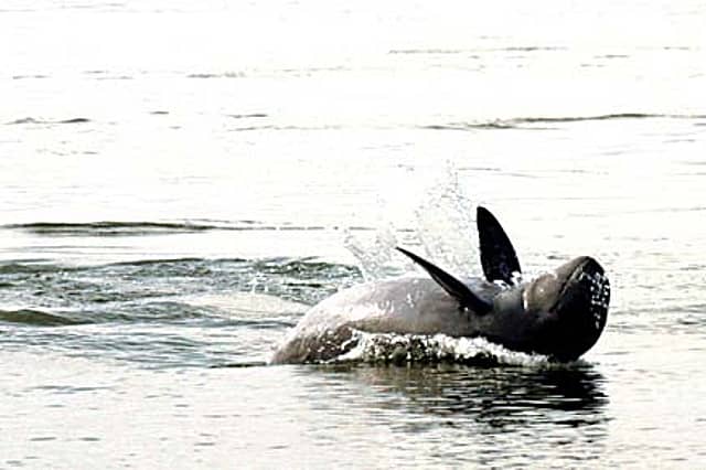 Irrawaddy Dolphins