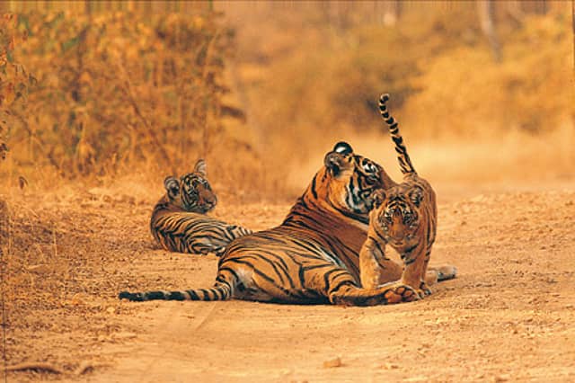 The Long Walk of a Single Mother