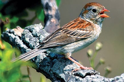 Now, Get Ready for Project Sparrow