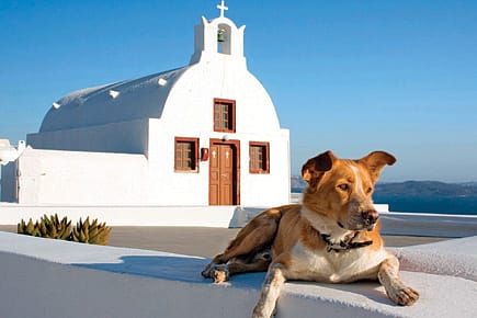 Church for Dogs