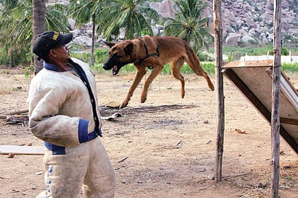 A Retirement Plan for Sniffer Dogs