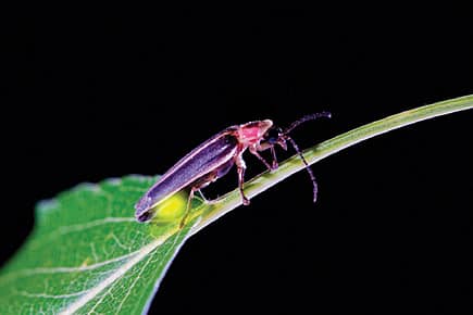 Why Fireflies Blink
