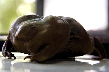 Meet the New Indians