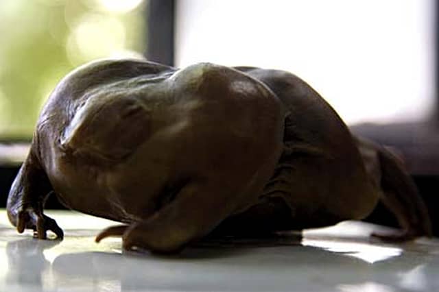 Meet the New Indians