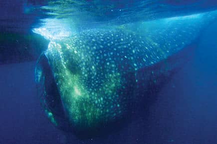 Here Valhi’s No. 1