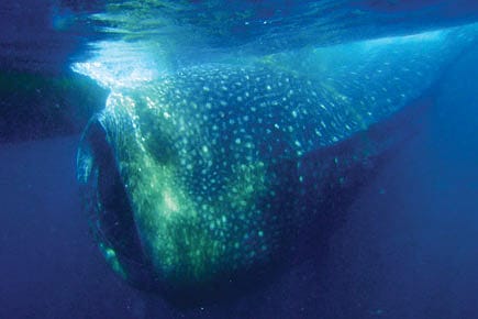 Here Valhi’s No. 1