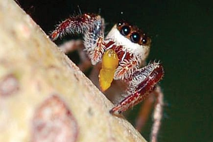 The Vegetarian Web Expands