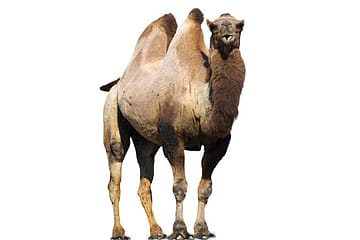 Caution: Humps Ahead