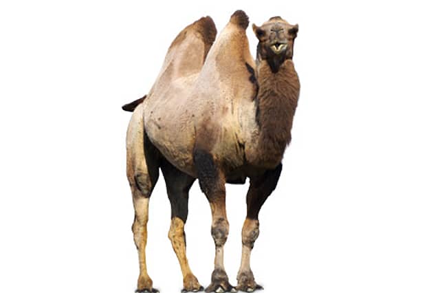 Caution: Humps Ahead