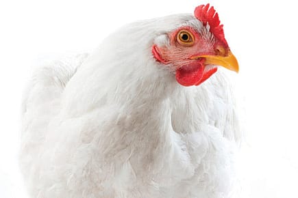 Chicken-n-Egg Modifier