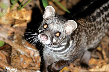Saving the Civet